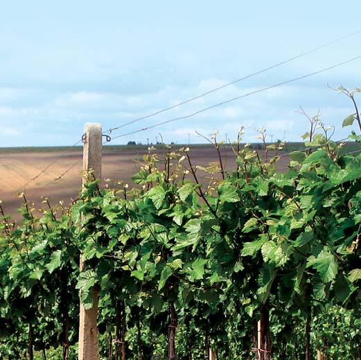 Pro podnožové vinice a révové školky systémové působení