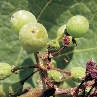Přímý zásah proti peronospoře Peronospora na listu systémové