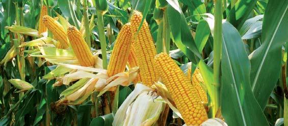 SKORÉ DKC3939 FAO 300 Výnimočný úrodový potenciál v skorom zrne Moderný zrnový hybrid Víťaz poloprevádzkových pokusov Monsanto v skorom segmente Synchronizované kvitnutie zaručí kompletné opelenie