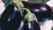 2. Pozri si obrázky zeleniny a pozorne si prečítaj text. Baklažán Plod je čiernej až fialovej farby. Je jedlý, ale horký.