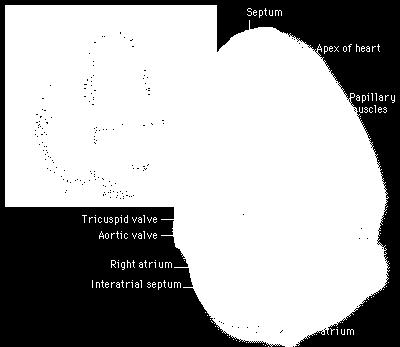 (HR) Contractility Index