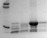 36 kda 29 kda 14 kda M 0 1 2 3 Obr. 7: Fotografie gelu frakcí z ionexové chromatografie.. V první dráze marker, v dalších pak jednotlivé frakce (číslování dle tab. 6, str. 29).
