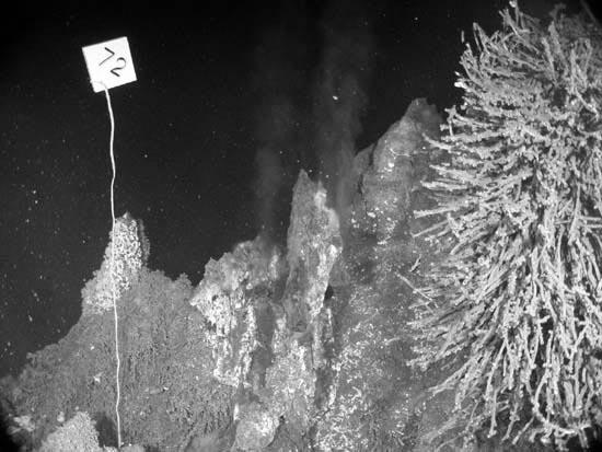 Evoluce jak ji známe Limity života Nejkyseleji: ph=0,0, Picrophylus oshimae Nejzásaditěji: ph=11, alkalofilní bakterie Nejslaněji: 30 %,