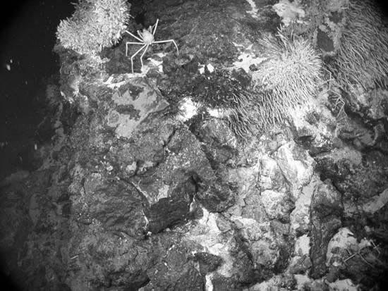 , společenství na dně Mariálnského příkopu Nejdelší latence: 20 40 milionů let (jantar), Bacillus Nejvzdálenější pobyt ve vesmíru: