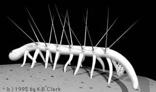 halucigenia pikaia opabinia Evoluce jak ji známe
