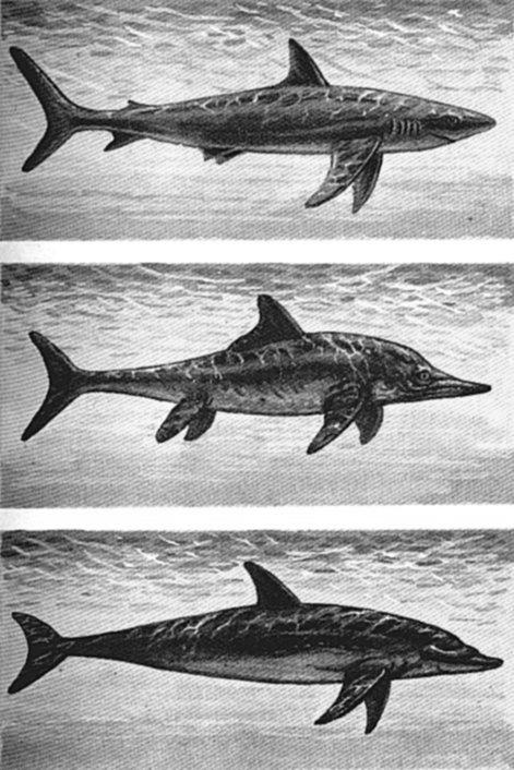 směřují Řešení problému je ovlivněno pouze evolučními