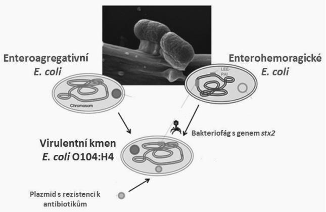 U N I V E R S I T A S mocných pacientů, z nichž u 855 došlo k rozvinutí hemolyticko-uremického syndromu. Maxima tato epidemie dosáhla 22.