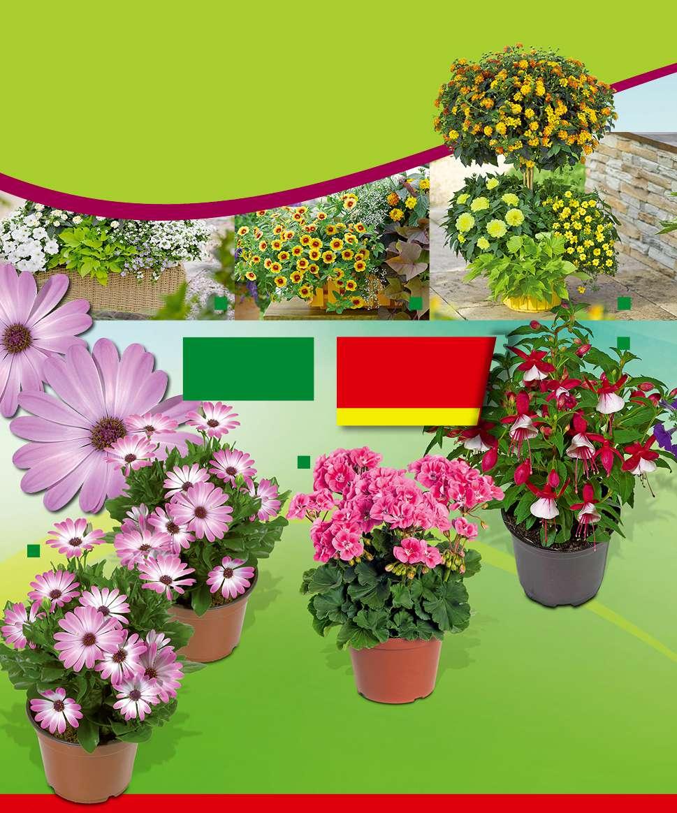 1 1 2 Lze koupit ve všech zahradních centrech od poloviny dubna do konce května. 1. Jumbo - rostliny 89,- po do vyprodání zásob 4 3 1 Velký výběr nových i osvědčených balkonových a kontejnerových rostlin v zahradním centru.