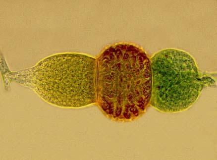 Systém: 2 třídy: ZYGOMYCETES a TRICHOMYCETES progametangia Kopulace