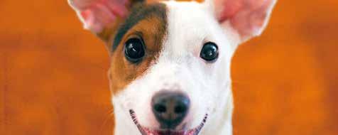 Pro vaše psí miláčky TIP PEJSKŮ Superprémiové krmivo