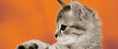Pro kočičí mazlíčky TIP KOČIČEK Konzerva Shiny Cat se šťavnatými kousky
