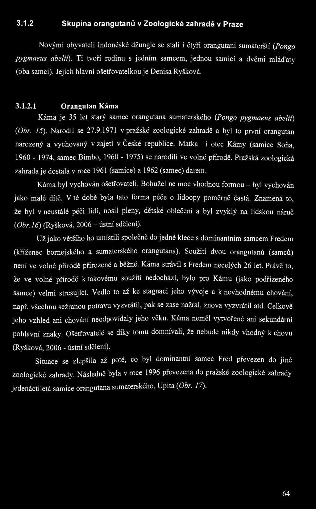 3.1.2 Skupina orangutanů v Zoologické zahradě v Praze Novými obyvateli Indonéské džungle se stali i čtyři orangutani sumaterští (.Pongo pygmaeus abelii).