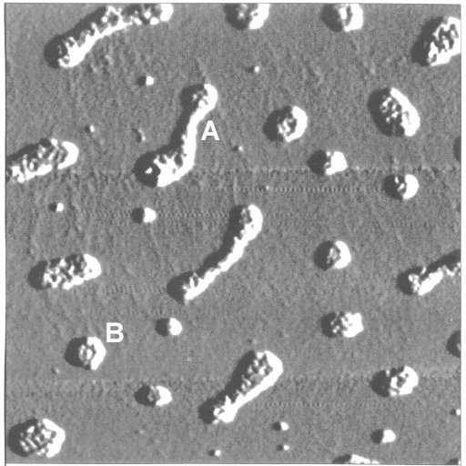 polysacharidy, proteiny AFM snímek huminových kyselinnanesených na povrch slídy pomocí