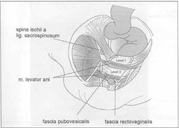 UTB ve Zlíně, Fakulta humanitních studií 13 Obr. 1 Závěsný aparát pochvy (pro český tisk upraveno se svolením autora - J.O.L.