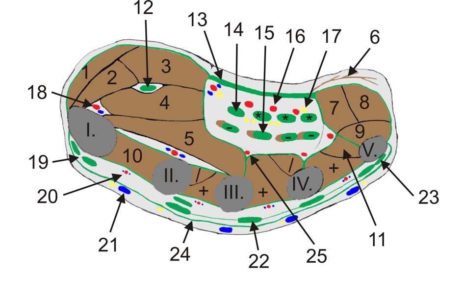 SECTIO MANUS I. až V. = ossa metacarpalia I. V. 1. m. abductor pollicis brevis 2. m. opponens pollicis 3. m. flexor pollicis brevis, caput superficiale 4. m. flexor pollicis brevis, caput profundum 5.