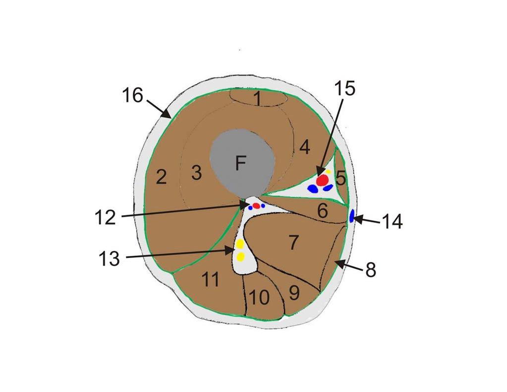 SECTIO FEMORIS F Femur 1. m. rectus femoris 2. m. vastus lateralis femoris 3. m. vastus intermedius femoris 4. m. vastus medialis femoris 5. m. sartorius 6. m. adductor longus 7. m. adductor magnus 8.