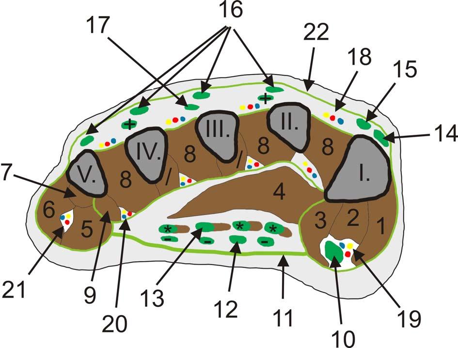 SECTIO PEDIS I. až V. = ossa metatarsalia I.- V. 1. m. abductor hallucis 2. m. flexor hallucis brevis, caput mediale 3. m. flexor hallucis brevis, caput laterale 4. m. adductor hallucis 5. m. flexor digiti minimi 6.