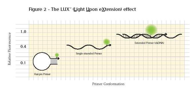 LUX Primery Light Upon extension Invitrogen Reverse nebo forward primer označený fluoroforem.