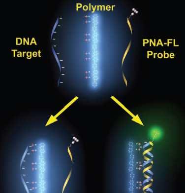 Konjugované polymery a PNA sondy Cíl zjednodušení syntézy sond, zvýšení citlivosti Vývoj kationtových konjugovaných polymerů CCPs Delokalizovaná elektronová struktura, vazba na DNA PNA sonda s