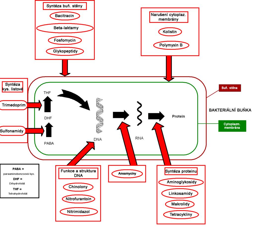 Obr. 3 Schematický nákres mechanismu účinku některých antibiotik Podle mechanismu účinku na bakteriální buňku můžeme antibiotika rozdělit do několika skupin.