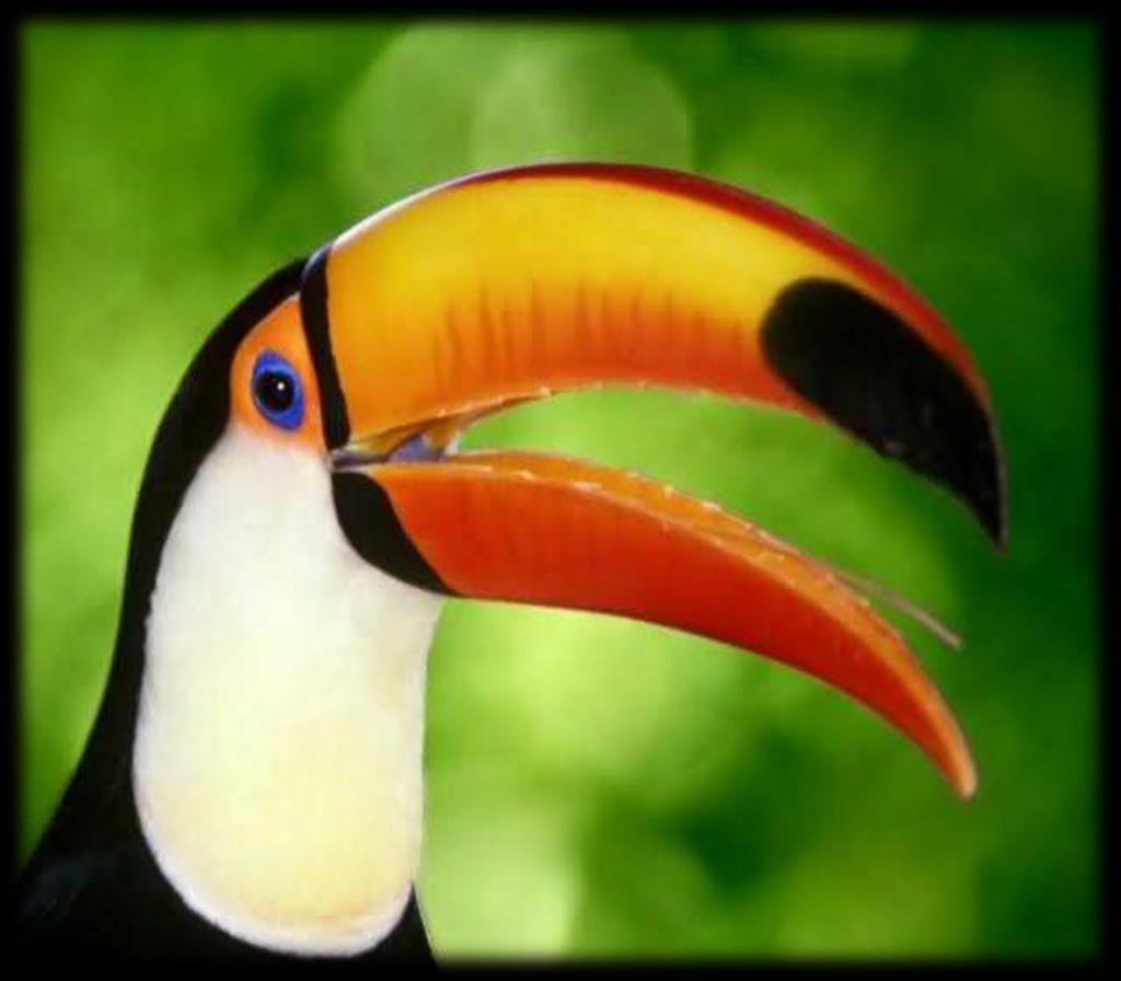 Tukan