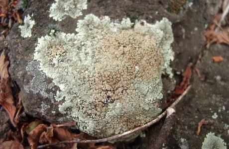 Příklady Guzow-Krzeminska (2006): The low level of selectivity with respect to the photobiont may constitute an important aspect in that Lecanora saxicola is one of the most successful