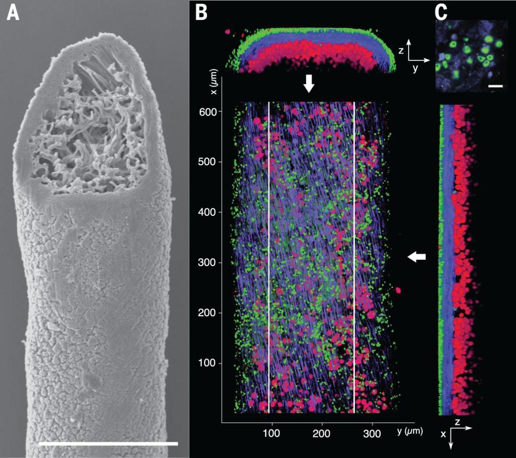 right: Fluorescent cell imaging of dual fungal elements in lichen thalli. 2016 nový objev už né houba a řasa, ale houba, houba a řasa... (A) Scanning el. microsc. of a thallus filament of B.