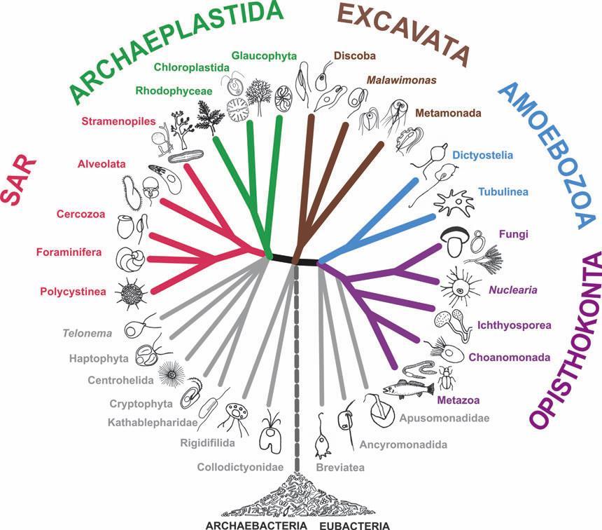 Cyanophyta Adl et al.