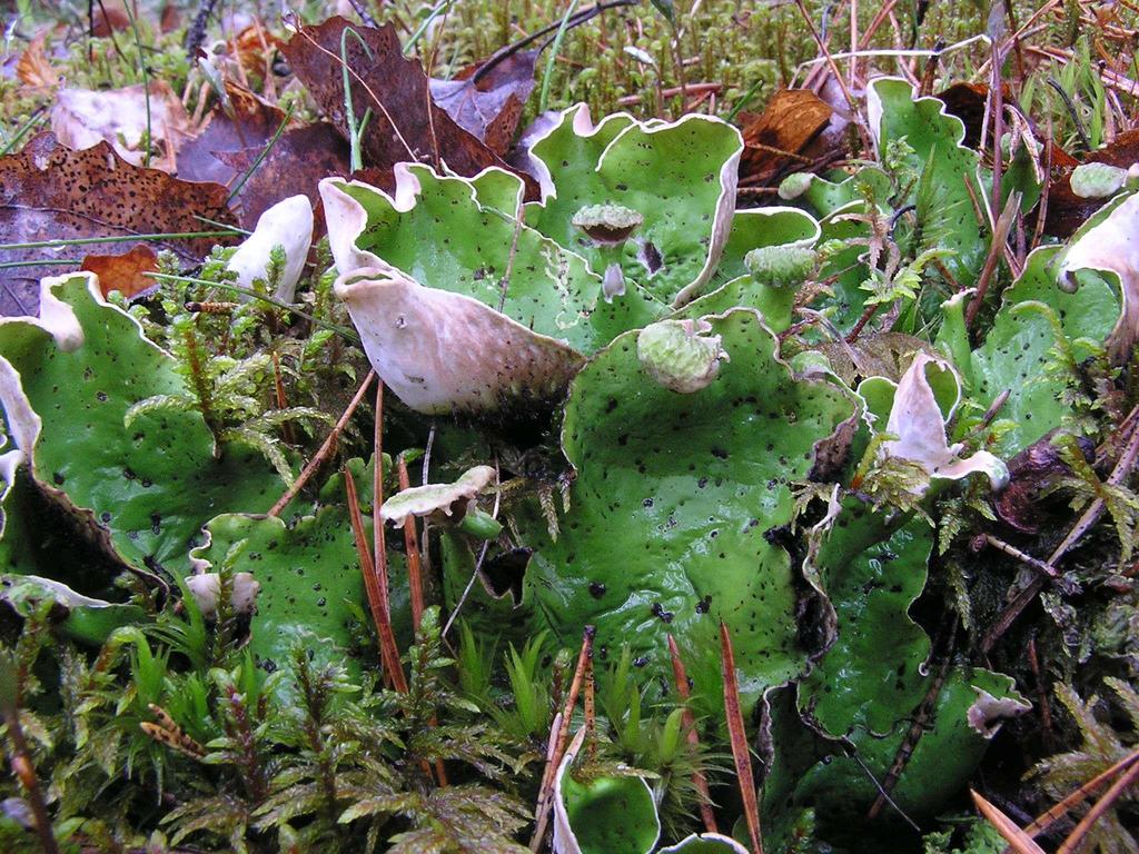 Peltigera