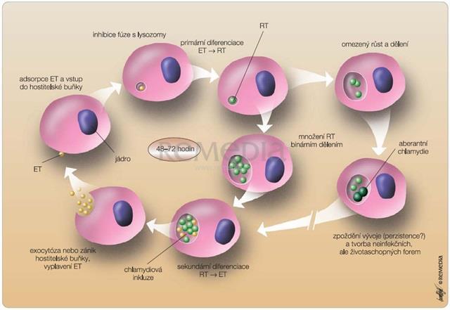 ŽIVOTNÝ CYKLUS CHLAMÝDIÍ PĽÚCA INFIKOVANEJ OSOBY: ELEMENTÁRNE TELIESKA /ET/ infekčné, metabolicky neaktívne RETIKULÁRNE TELIESKA /RT/ neinfekčné, metabolicky aktívne ABERANTNÉ CHLAMÝDIE /AT/ -