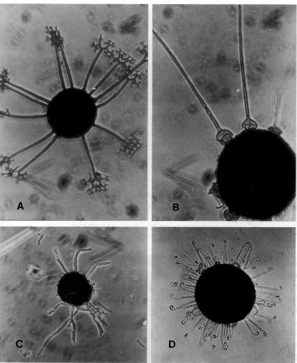 Erysiphales padlí typy plodnic A. Dichotomické větvení r. Microsphaera, Podosphaera B.