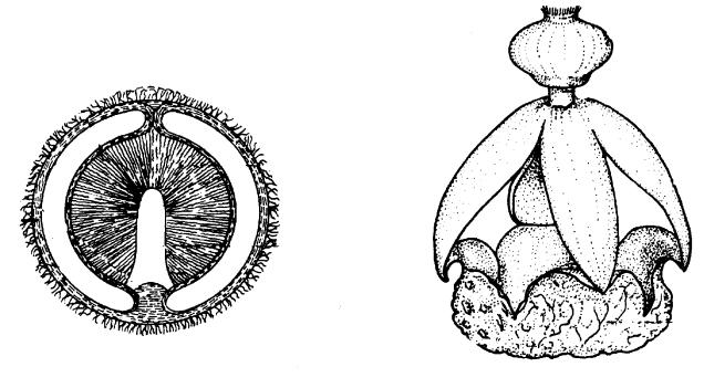 Gasteromycetales kolumela vnitřní okrovka gleba vnější okrovka