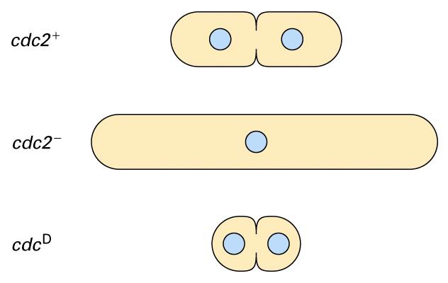 Cdc Genes Encode Proteins Needed for the G2-M Transition: Studies