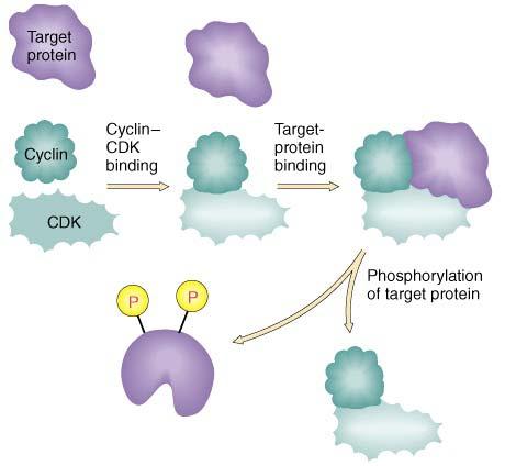 Phosphorylation of CDK Targets Changes