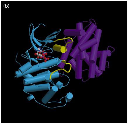 Cyclin T161 phosphorylation The T-loop