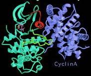 inactive CDK Cyclin + p21 CDK Cyclin p21 p27 Ki p1 Cyclin CDK A 2