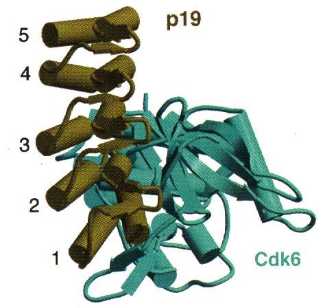 INK4d ) active CDK4/6 Cyclin D + INK4 inactive CDK4/6 + INK4 Cyclin D