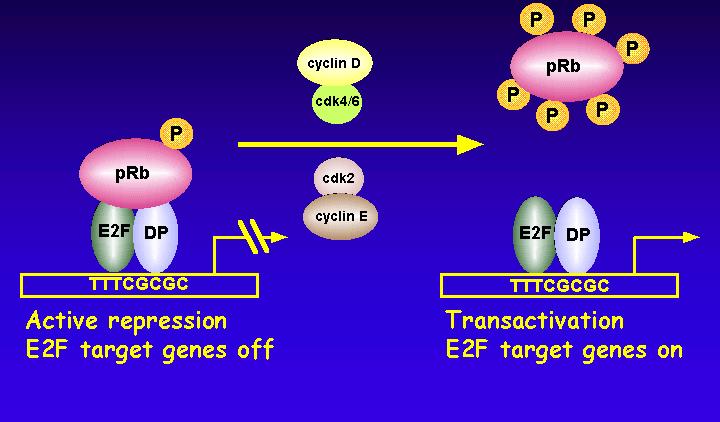 G1 Cyclin CDKs Phosphorylate prb Dr. B.