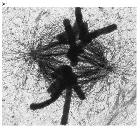 Metaphase in a