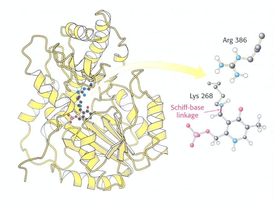 Metabolismus aminokyselin