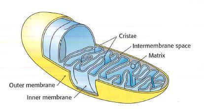 Mitochondrie