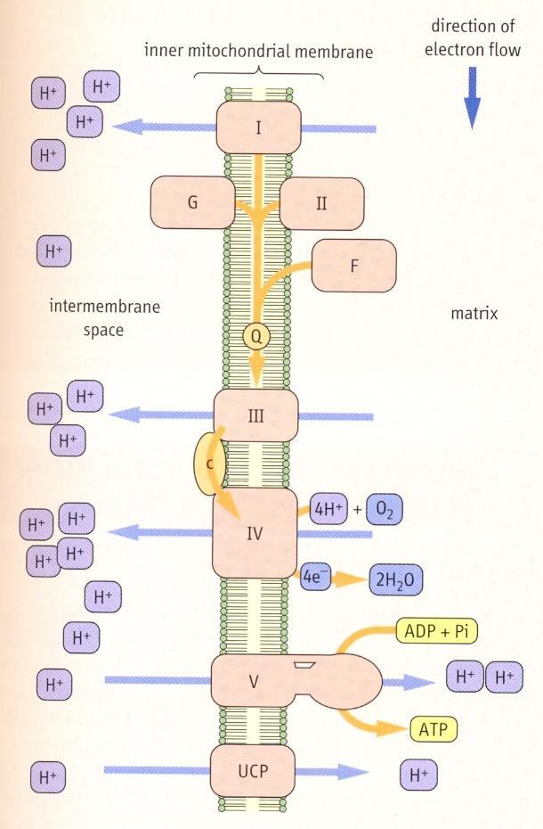 Dýchací řetězec I. NADH:ubichinon-oxidoreduktasa (flavoprotein, nehemové železo, ubichinon) II.