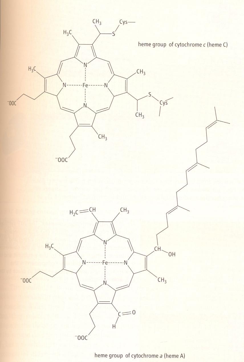Železo vázané v hemu cytochromu c a a V průběhu přenosu elektronů se železo
