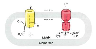 Oxidativní fosforylace Zpětný tok H + je