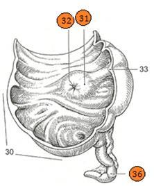 f. n. ascendens ascendentis Obrázek 9 m. epiploicus appendix f. epiploica n. epiploicum colon m. f. n. descendens descendentis 5b) Termíny ze cvičení 5a přiřaďte k vyznačeným číslům na obrázku 8 a 9.