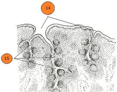 6) 6a) Doplňte adjektivum ve správném tvaru ke