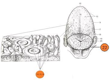 canalis columna valvula