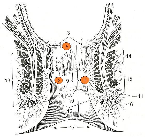 6: č. 1: tonsilla papilla