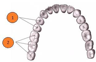 8) 8a) K jednotlivým popisům doplňte latinské termíny pro obecné označení zubů. Užijte singulár. 1) Prořezávání tohoto zubu začíná kolem 6.