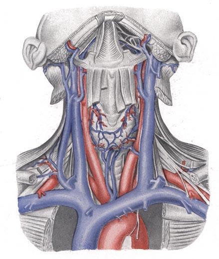Vena jugularis interna (Vnitřní hrdelnice) bulbus superior začátek bulbus inferior konec do angulus venosus vagina carotica